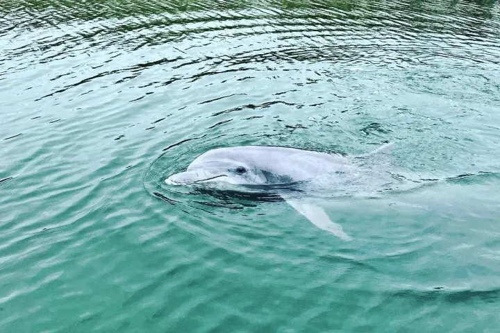 an animal swimming in the water