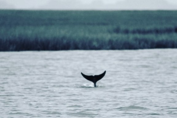 a bird flying over a body of water