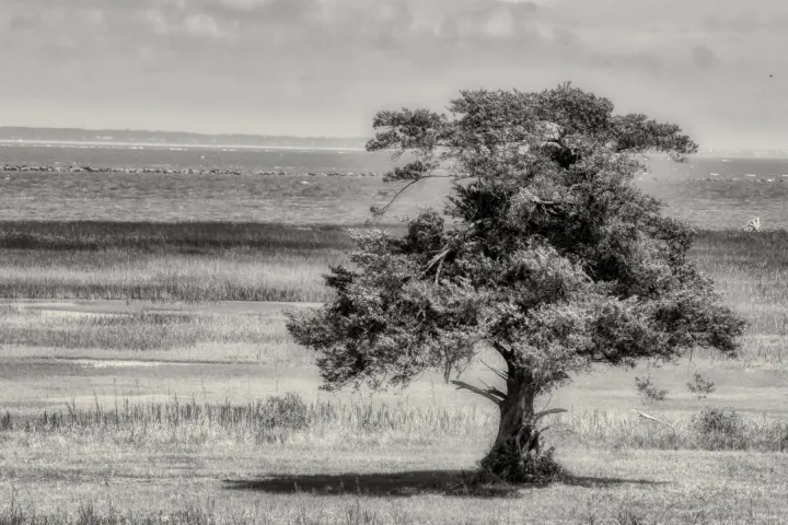a person standing on a dry grass field